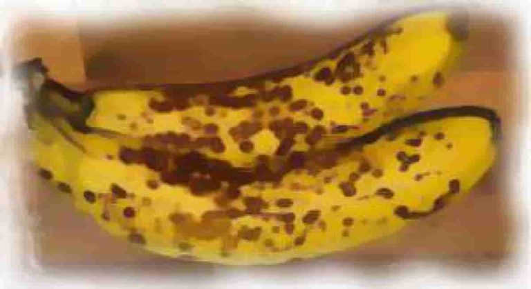 バナナの黒い斑点に免疫活性効果